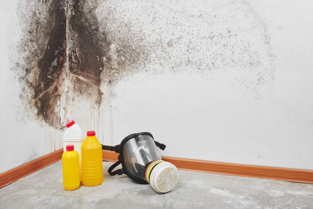 Best Attic Mold Removal  in Rothsville, PA