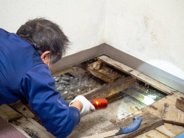 Best Commercial Mold Removal  in Rothsville, PA