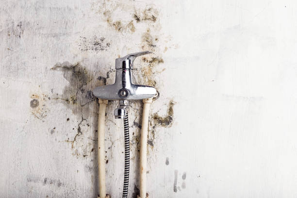 Best Mold Testing  in Rothsville, PA