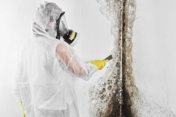 Best Black Mold Removal  in Rothsville, PA