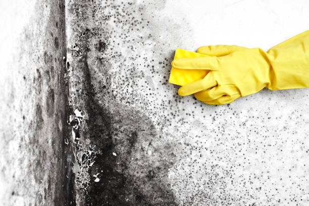 Professional Mold Removal in Rothsville, PA