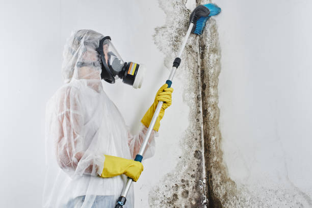 Best Mold Removal and Inspection  in Rothsville, PA