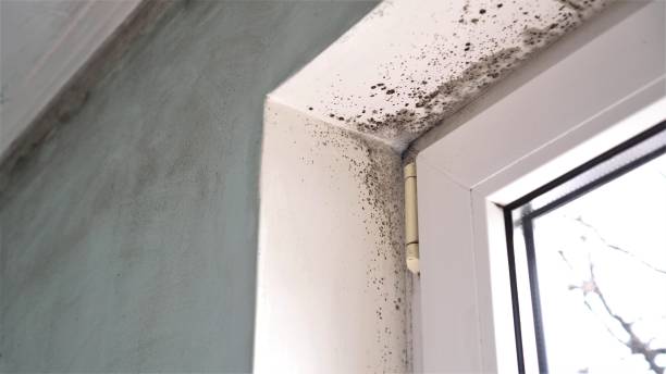 Best Fast Mold Removal  in Rothsville, PA