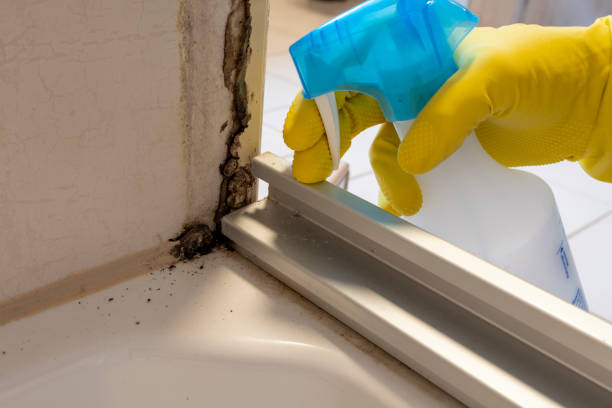 Best Mold Remediation  in Rothsville, PA