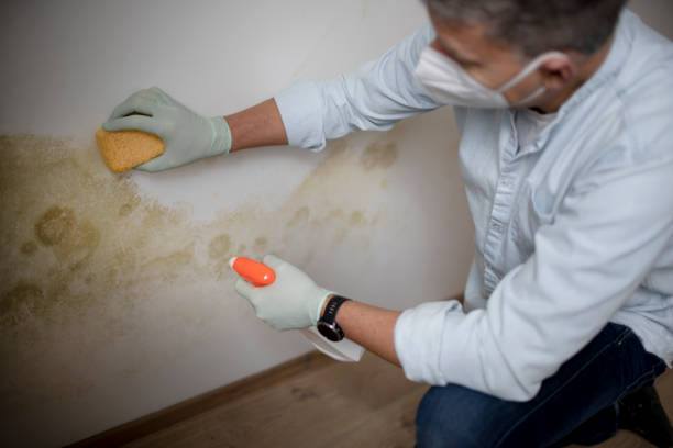Best Mold Cleaning Services  in Rothsville, PA