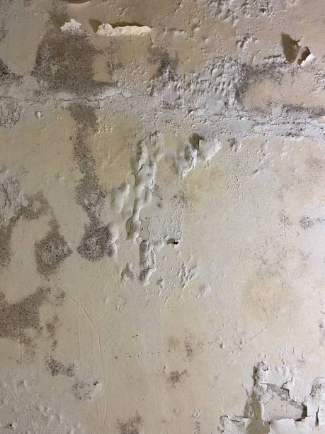 Best Mold Removal Company Near Me  in Rothsville, PA