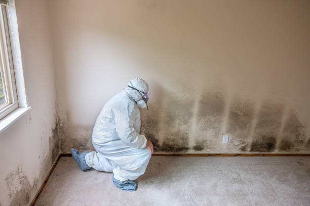 Best Local Mold Removal Service  in Rothsville, PA
