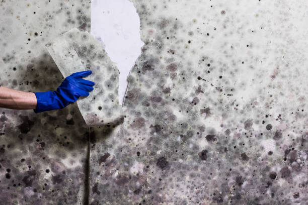 Best Black Mold Removal  in Rothsville, PA