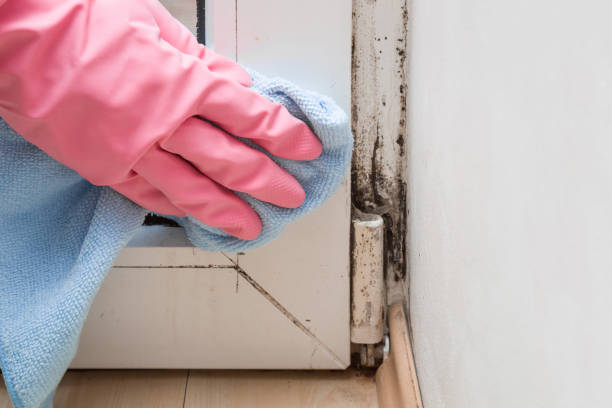 Best Mold Inspection  in Rothsville, PA