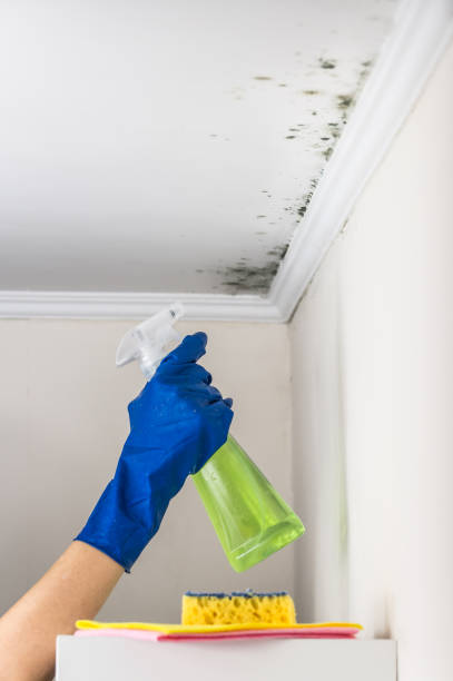 Best Professional Mold Removal  in Rothsville, PA